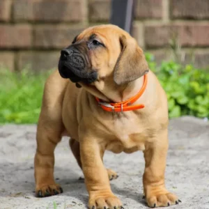 Boerboel welpen kaufen