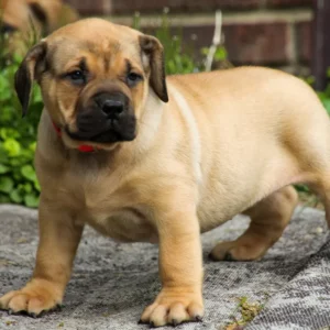 Boerboel zu verkaufen, weibchen — 2 Monate alt