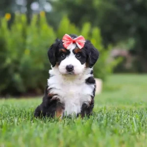 Bernedoodle mini kaufen