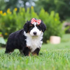 Bezaubernder Mini-Bernedoodle — Weiblich, 2 Monate