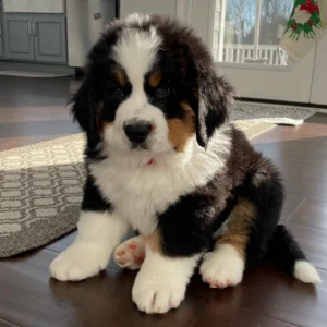 Bernedoodle Kaufen