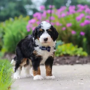 Bernedoodle welpe kaufe