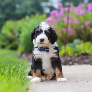 Männlicher Mini Bernedoodle – 8 Wochen alt