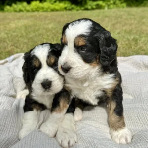 Bernedoodle Paar – 8 Wochen alt, männlich & weiblich