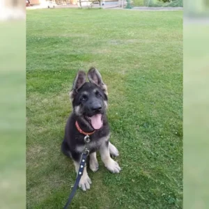 Osteuropäischen Schäferhund zu verkaufen – 9 Wochen, männlich