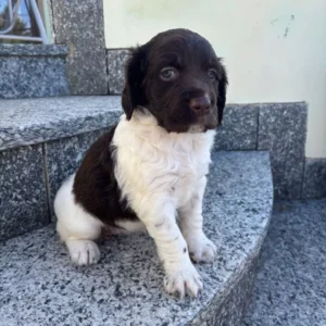 Kleiner münsterländer kaufen