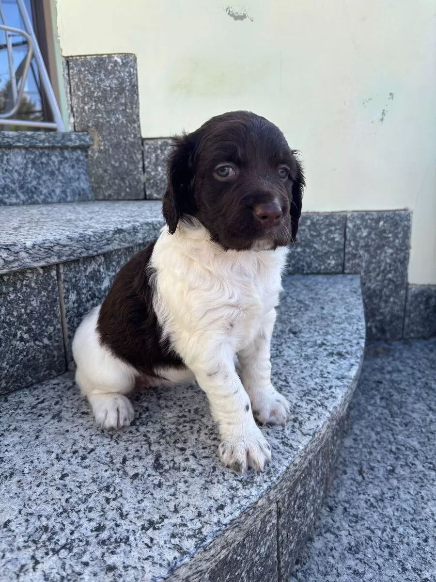Kleiner münsterländer kaufen