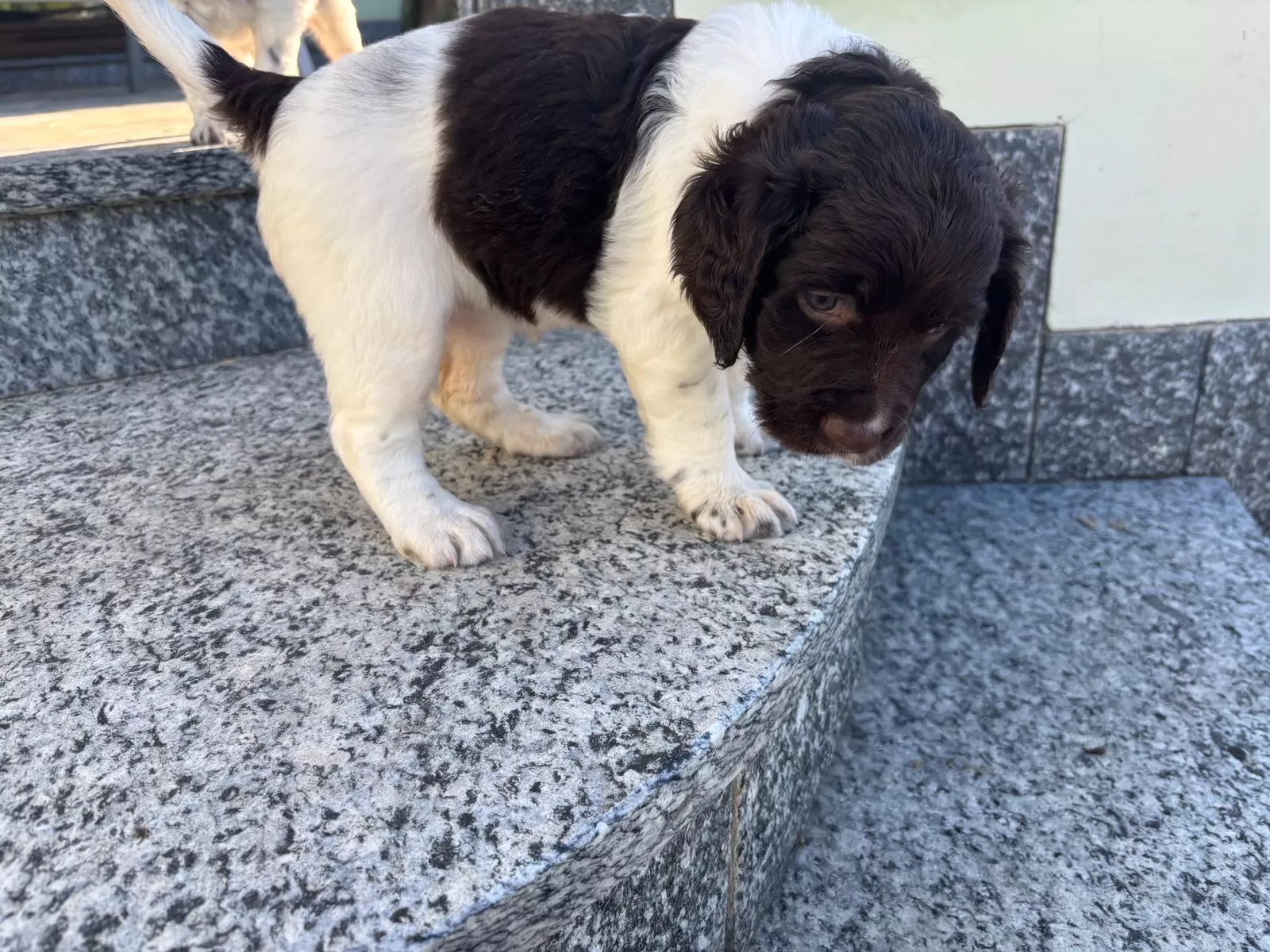 Kleiner münsterländer kaufen