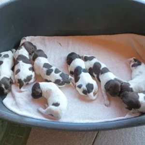Kleine münsterländer welpen kaufen