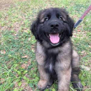 Leonberger kaufen Deutschland