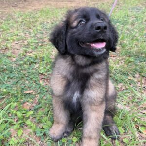 Leonberger zu verkaufen – männlich, 10 Wochen