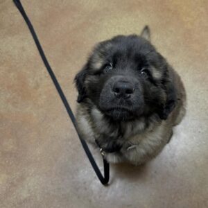 Leonberger Kaufen