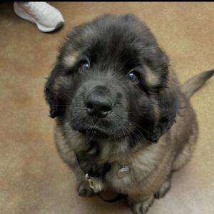 Leonberger Welpe – 8 Wochen alt, weiblich