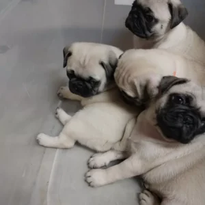Retro mops kaufen