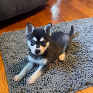 Alaskan klee kai kaufen