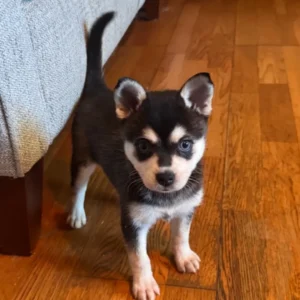 Alaskan klee kai zu verkaufen — 8 Wochen, weiblich