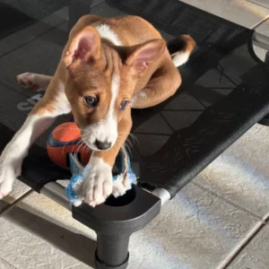 Basenji zu verkaufen — 3 monate, Weiblich