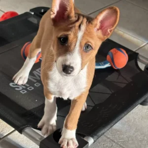 Basenji Kaufen