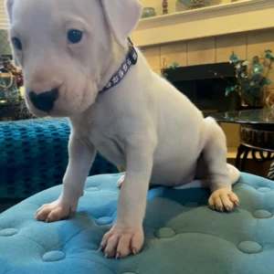 Dogo Argentino Kaufen