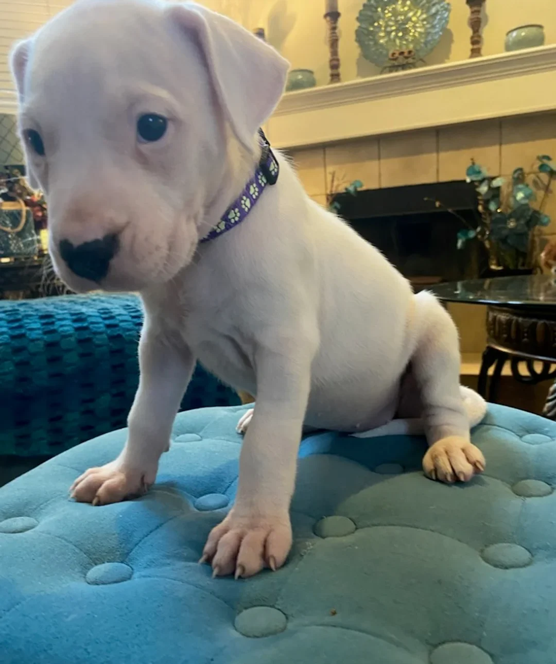 Dogo Argentino Kaufen