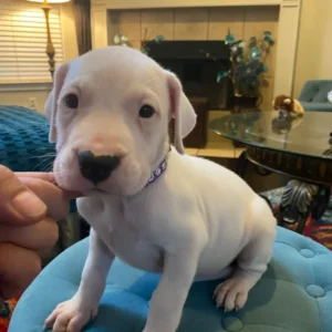 Dogo Argentino zu verkaufen, 2 monate — weiblich