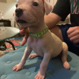 Dogo Argentino welpen kaufen