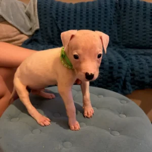 Dogo Argentino welpe zu verkaufen — Männlich, 8 Wochen