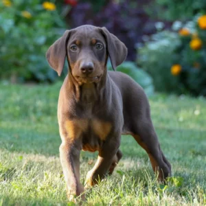 Dobermann Kaufen