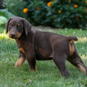 Dobermann zu verkaufen — 8 Wochen, Weiblich