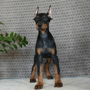 Dobermann kupiert kaufen