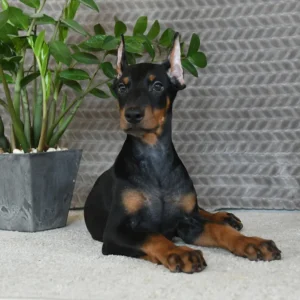 Dobermann kupiert zu verkaufen, weiblich — 10 Wochen