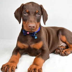 Dobermann welpe kaufen