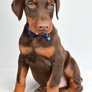 Dobermann welpe zu verkaufen — 11 Wochen, männlich