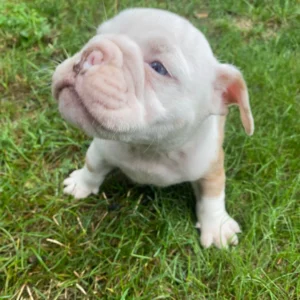 Englische Bulldogge Kaufen