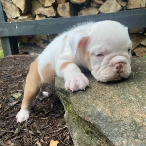 Englische Bulldogge zu verkaufen — 8 Wochen alt, männlich