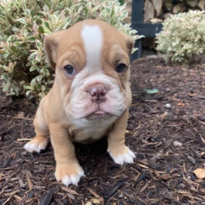 Englische bulldogge welpen kaufen