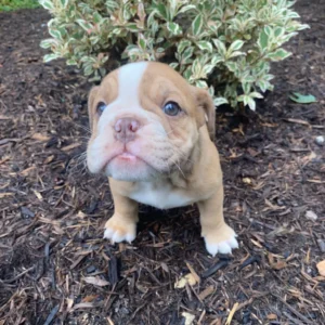 Englische Bulldogge Welpen, weiblich — 9 Wochen alt