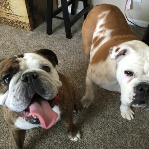 Englische bulldoggen kaufen
