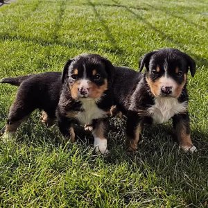 Entlebucher sennenhund Paar zu verkaufen, 10 Wochen alt