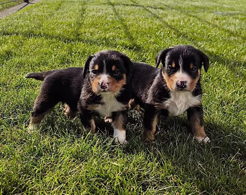 Entlebucher sennenhund kaufen