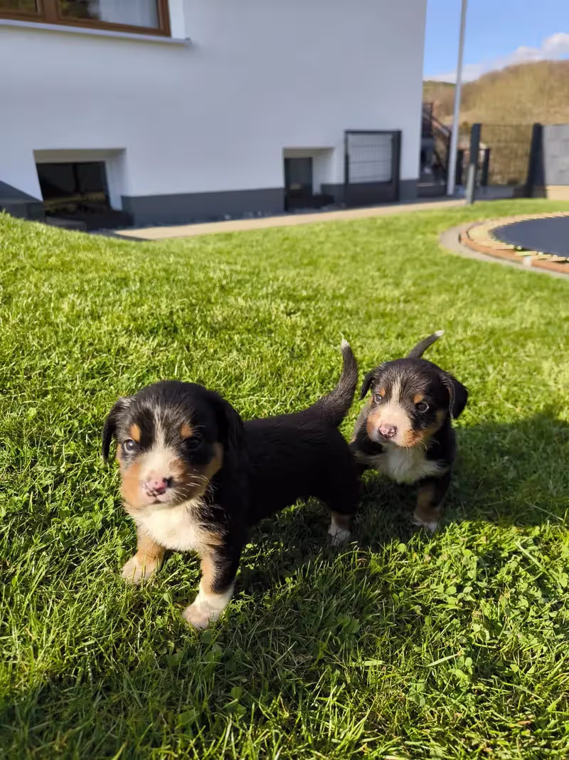 Entlebucher sennenhund kaufen
