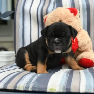 Old english bulldog kaufen