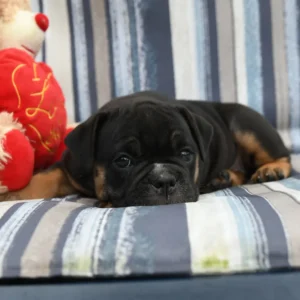 Old english Bulldog zu verkaufen – 8 Wochen, weiblich