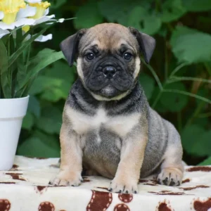 Old english bulldog welpen kaufen