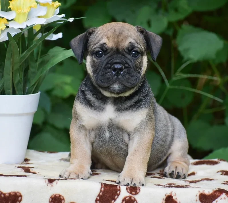 Old english bulldog welpen kaufen