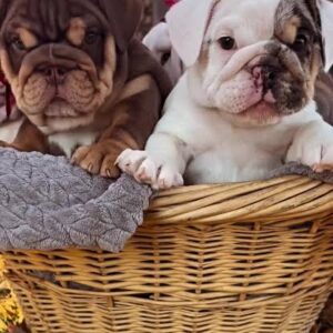 Paar English Bulldogge welpen zu verkaufen — 9 Wochen