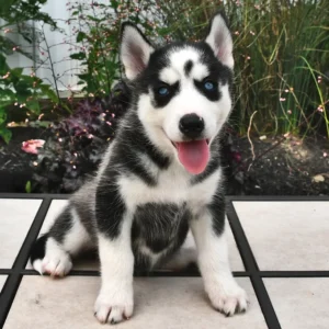 Husky Welpe zu verkaufen — Männlich, 2 Monate