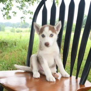 Siberian Husky zu verkaufen — Weiblich, 8 Wochen