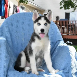 Husky Kaufen