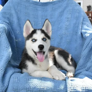 Husky zu verkaufen — männlich, 10 Wochen